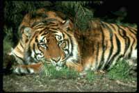 A tigerrr